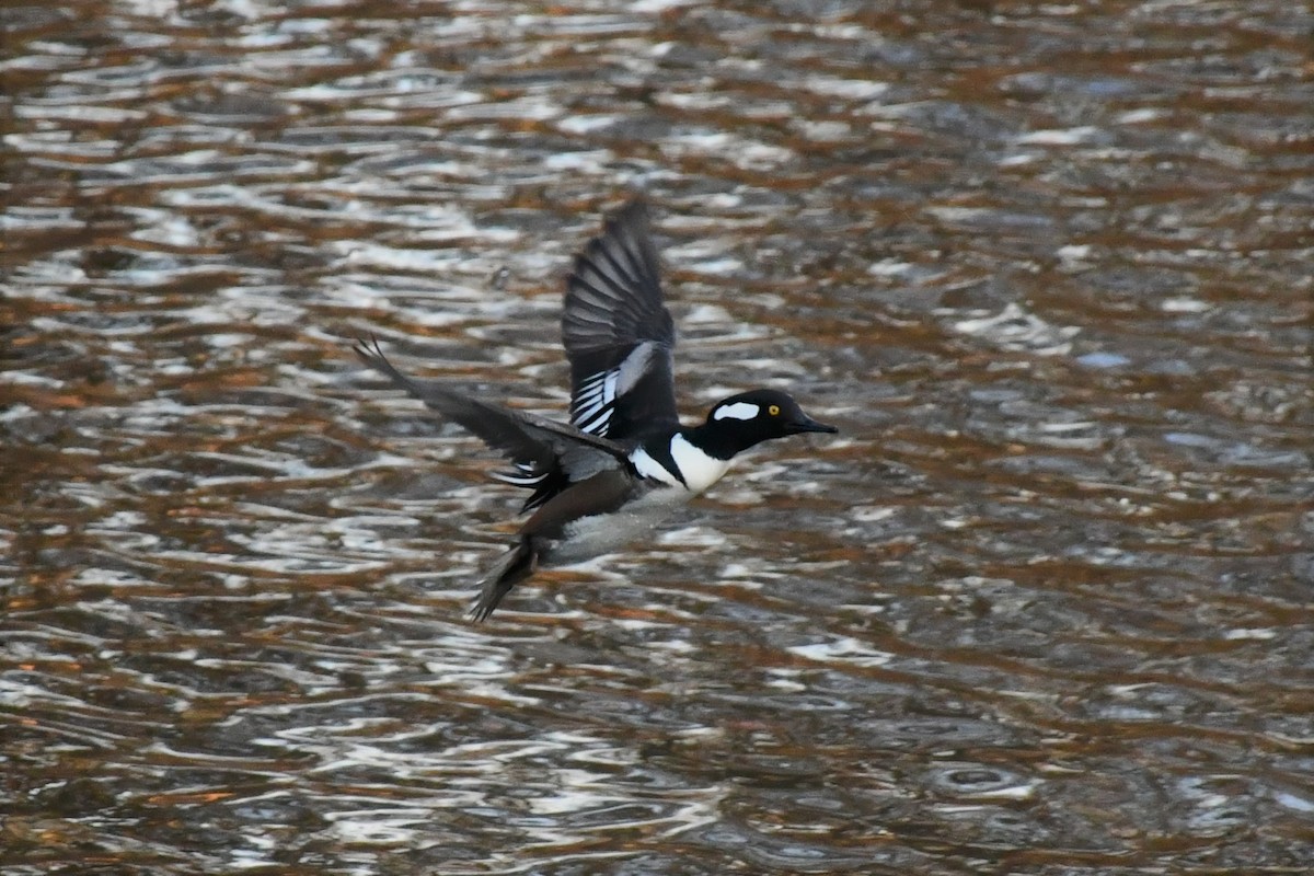 Hooded Merganser - ML284898351