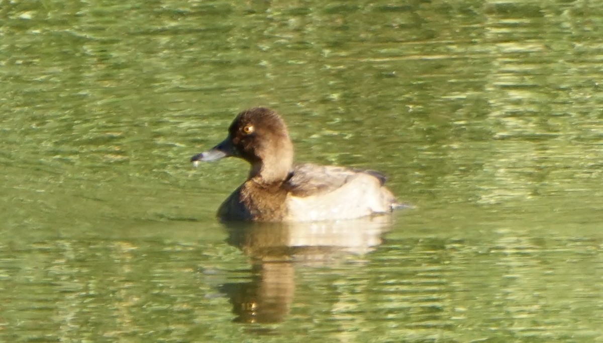 Lesser Scaup - ML284902971