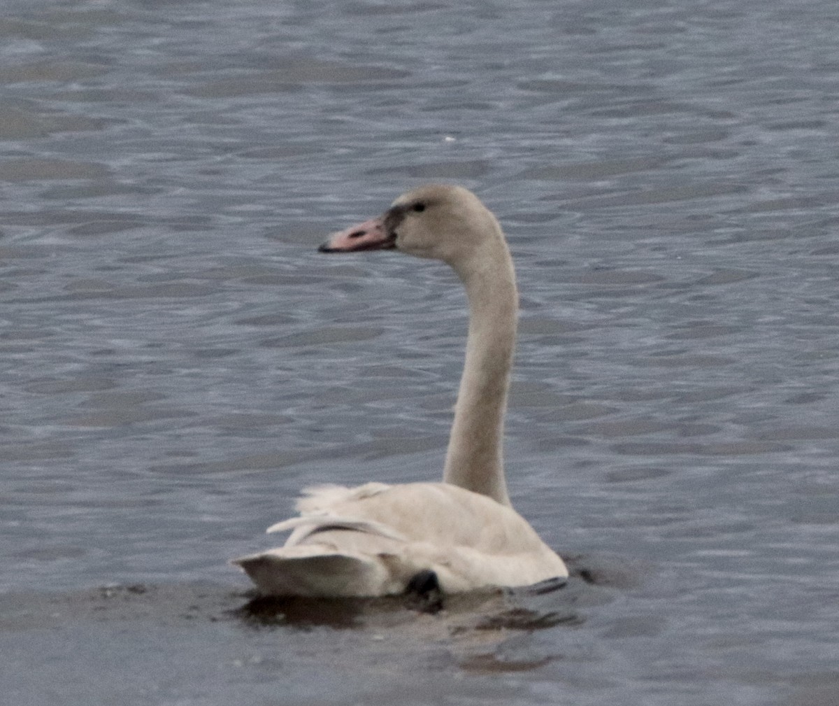 Tundra Swan - ML284903901