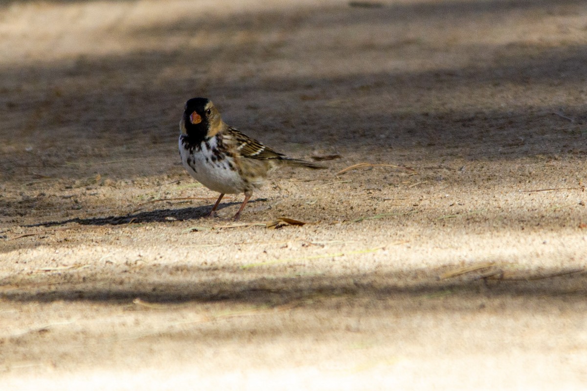 Harris's Sparrow - ML284904661