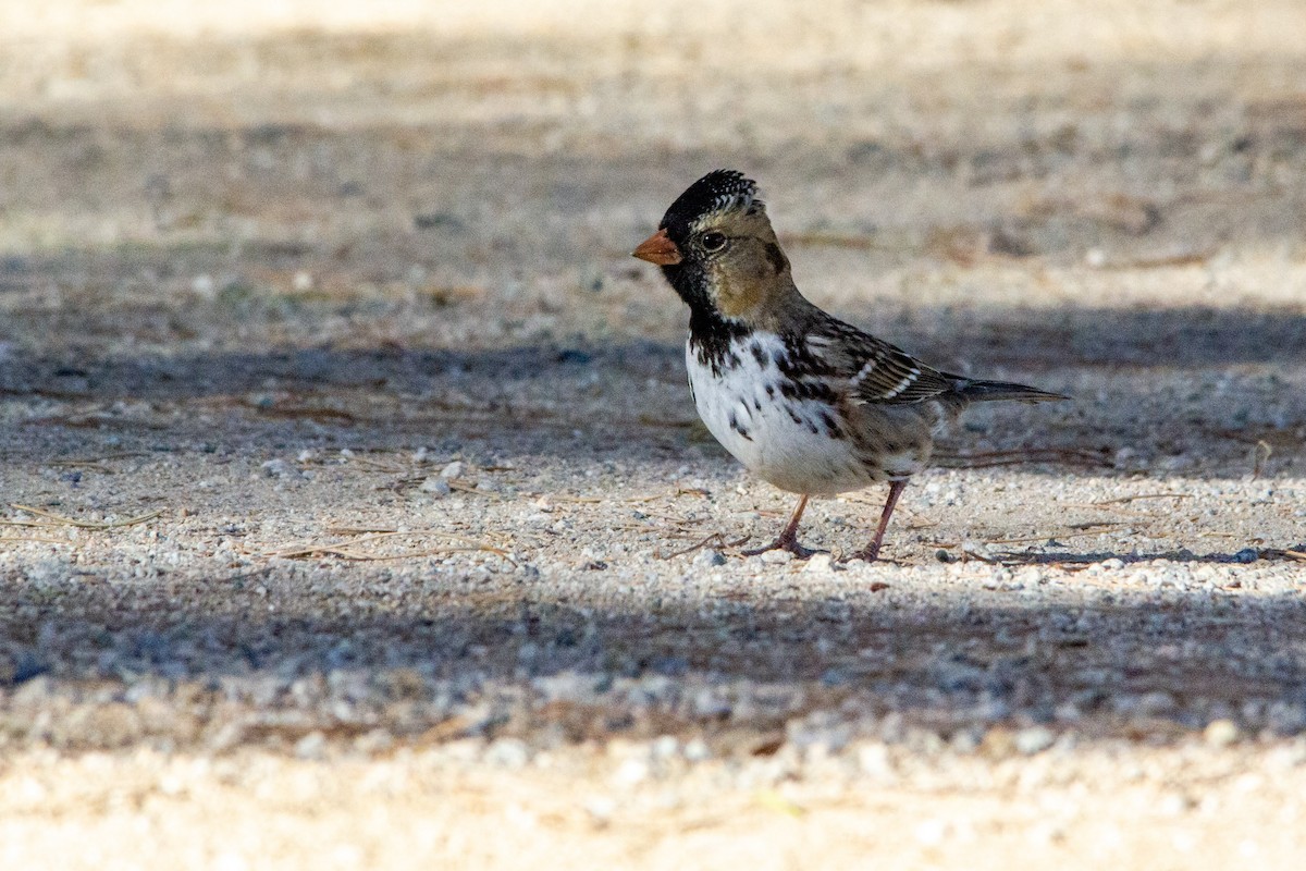 granspurv - ML284904701