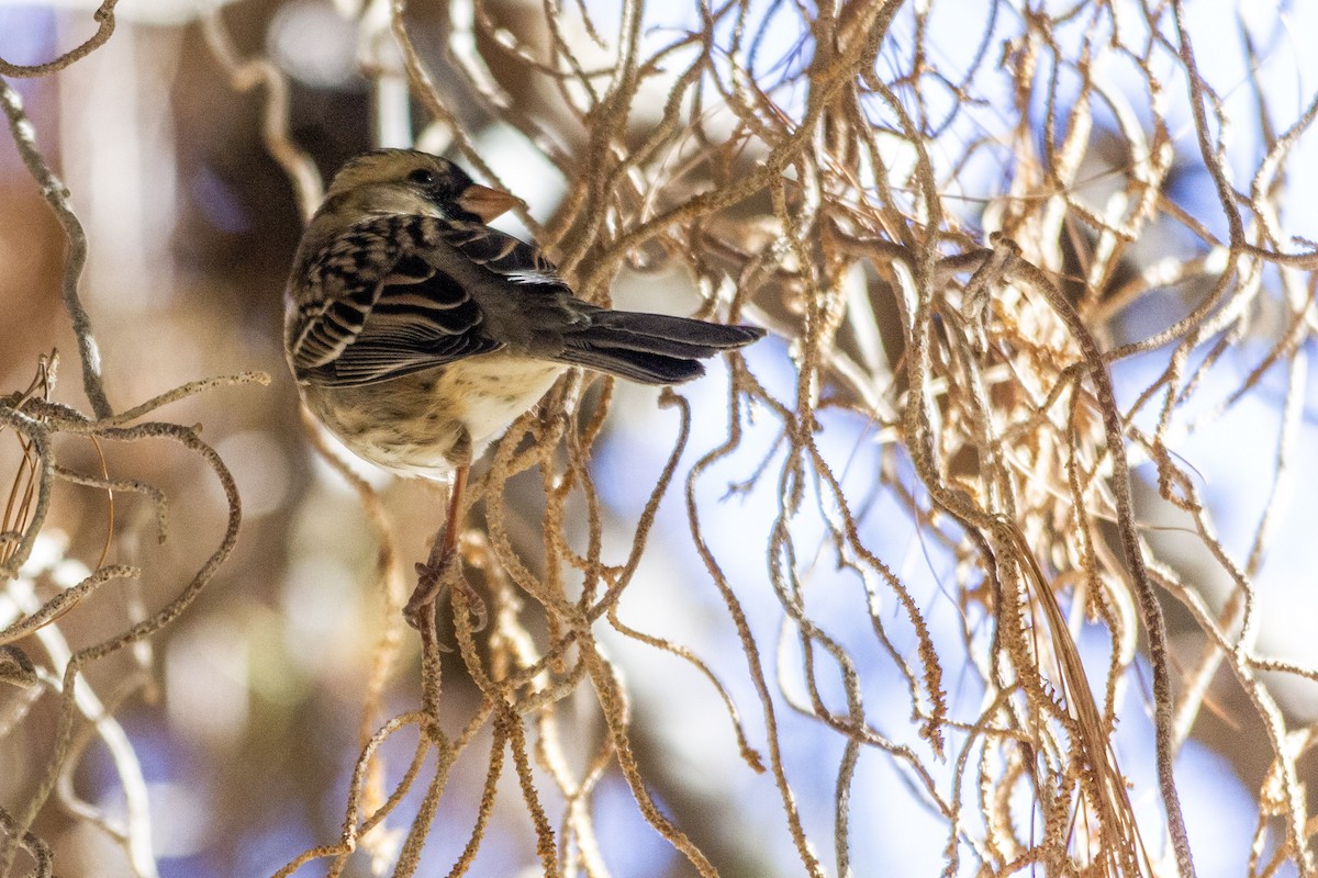 Harris's Sparrow - ML284904711