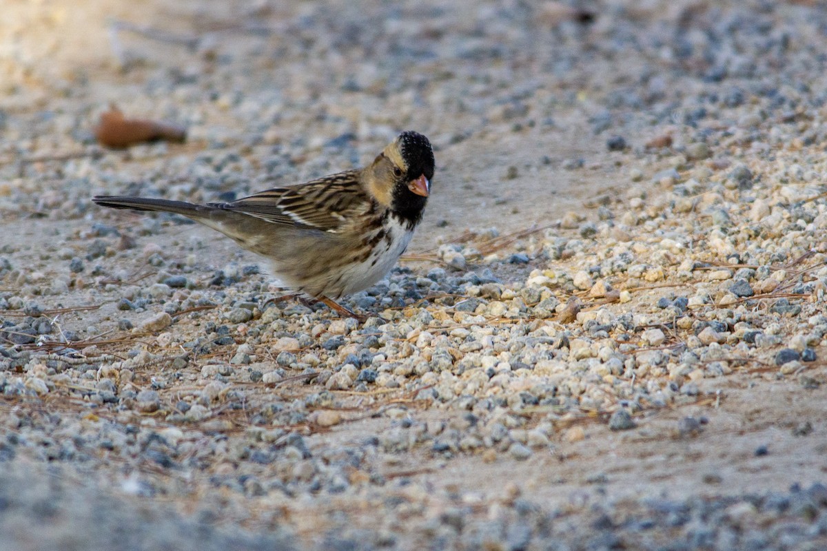 granspurv - ML284904721