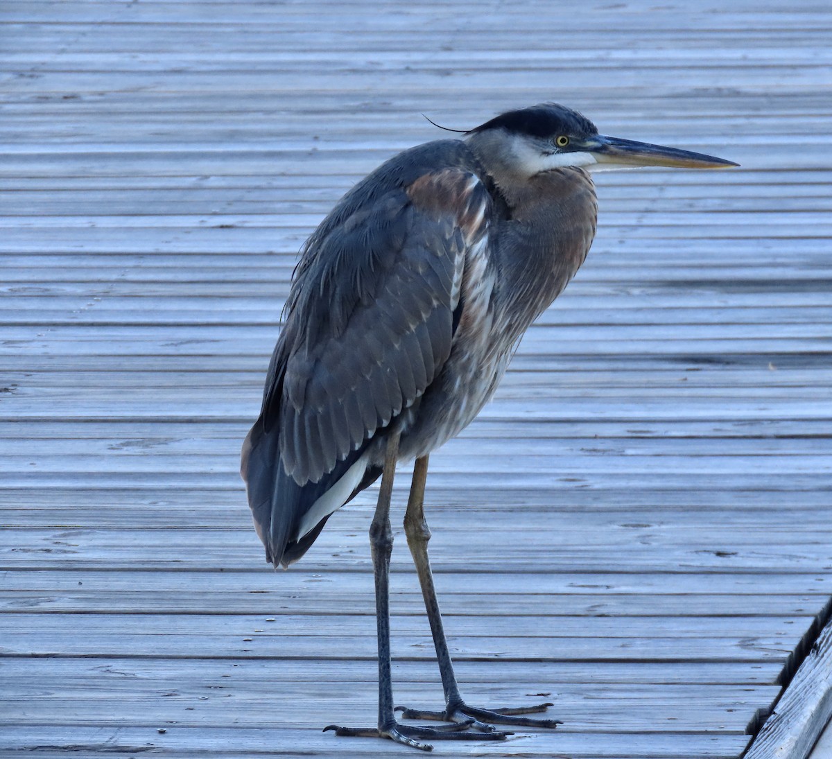 Great Blue Heron - ML284908421