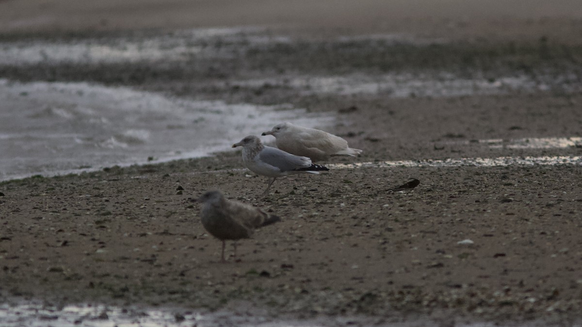 Glaucous Gull - ML284908451