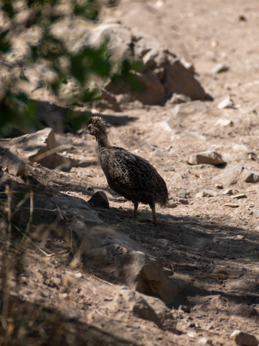 Chilean Tinamou - ML284909581