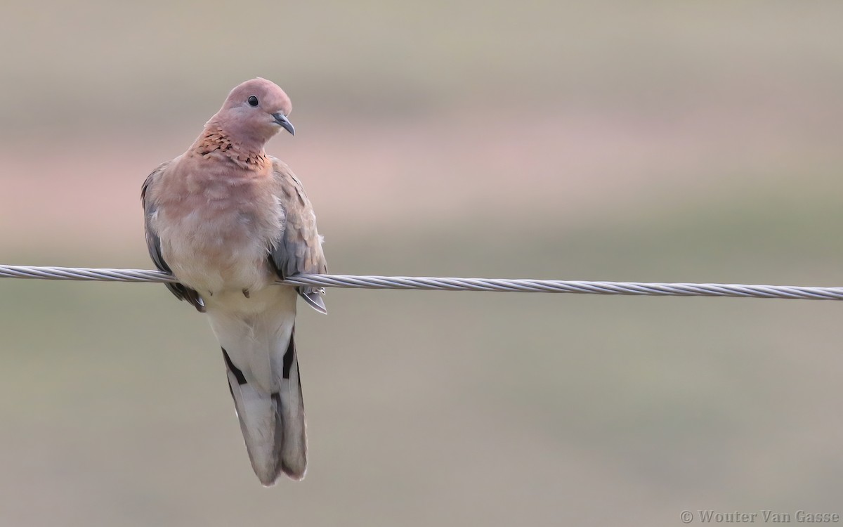 eBird Checklist - 29 May 2018 - Halaç - 28 species