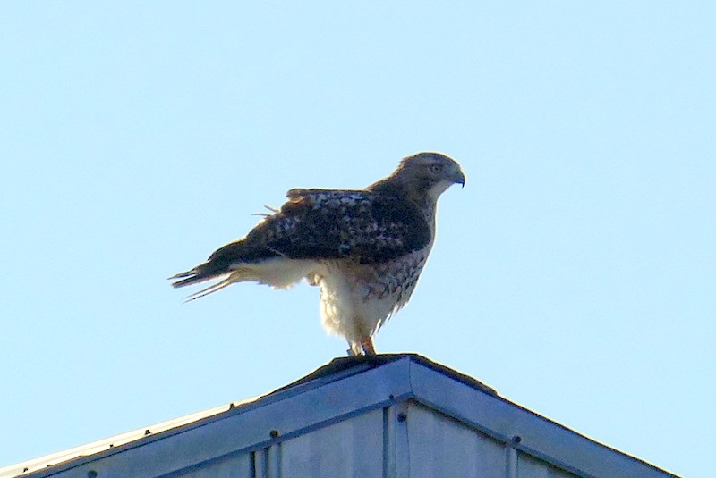 Red-tailed Hawk - ML284912061