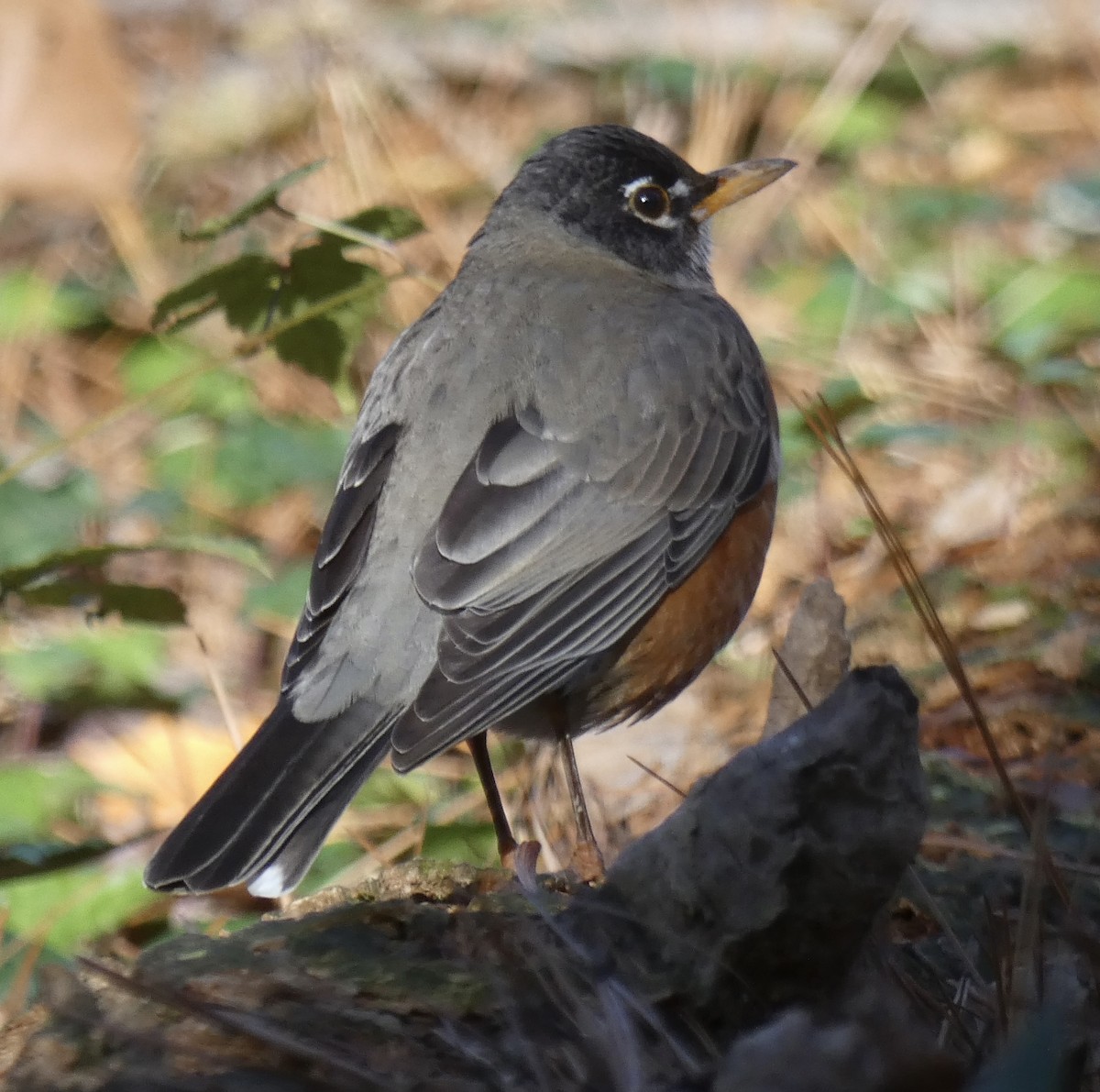 American Robin - ML284912371