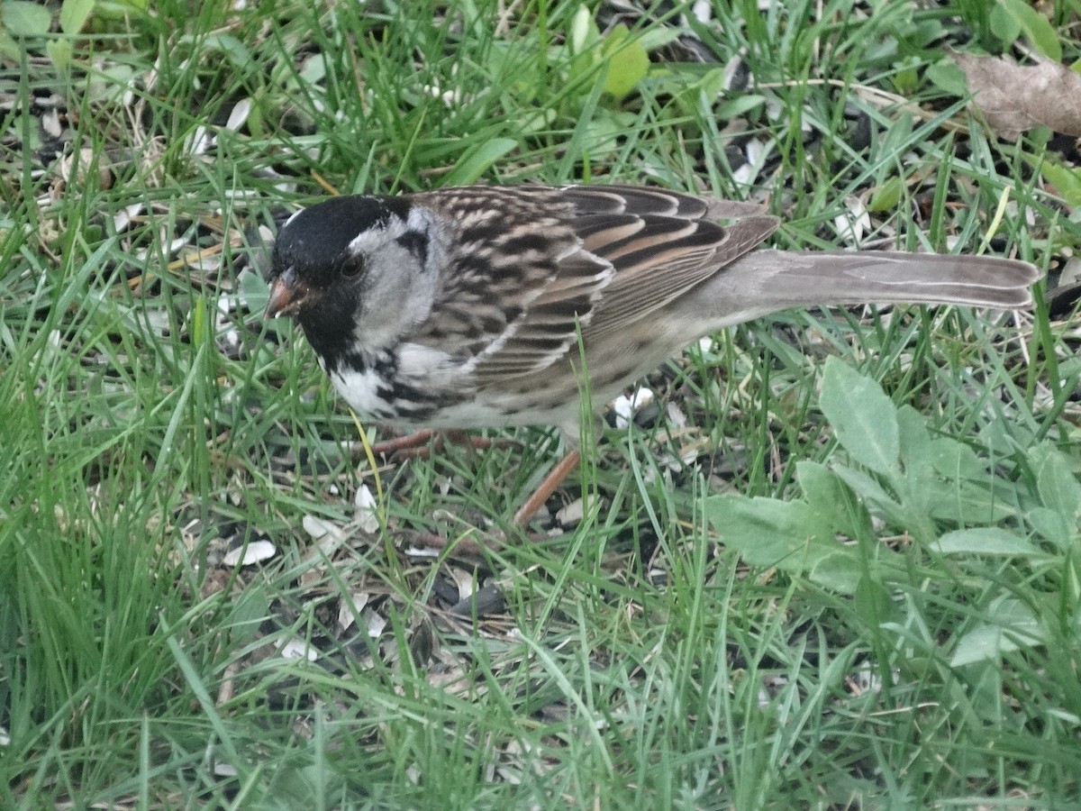 Harris's Sparrow - ML28491611