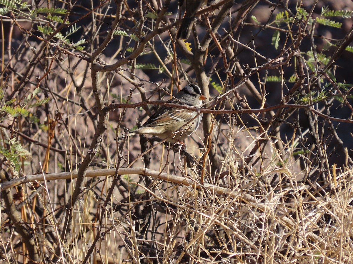 White-crowned Sparrow - ML284917591