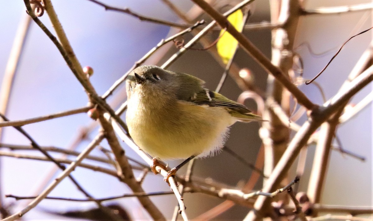 Ruby-crowned Kinglet - ML284921271
