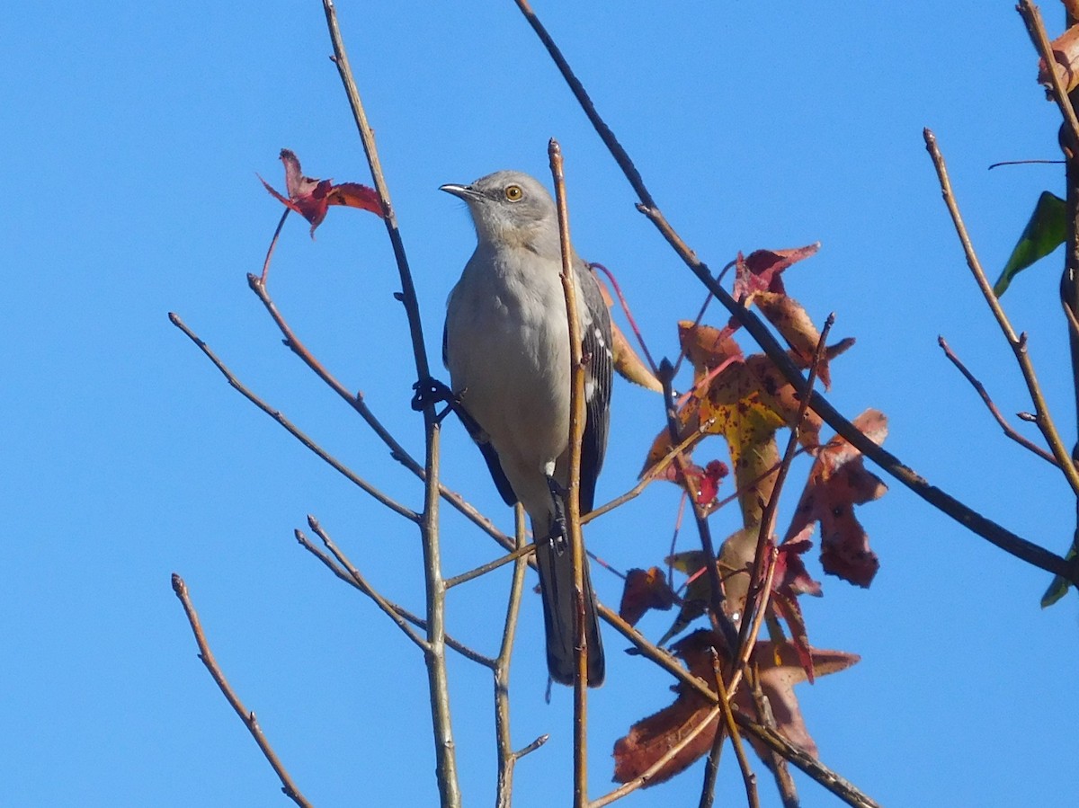 Northern Mockingbird - LynnErla Beegle