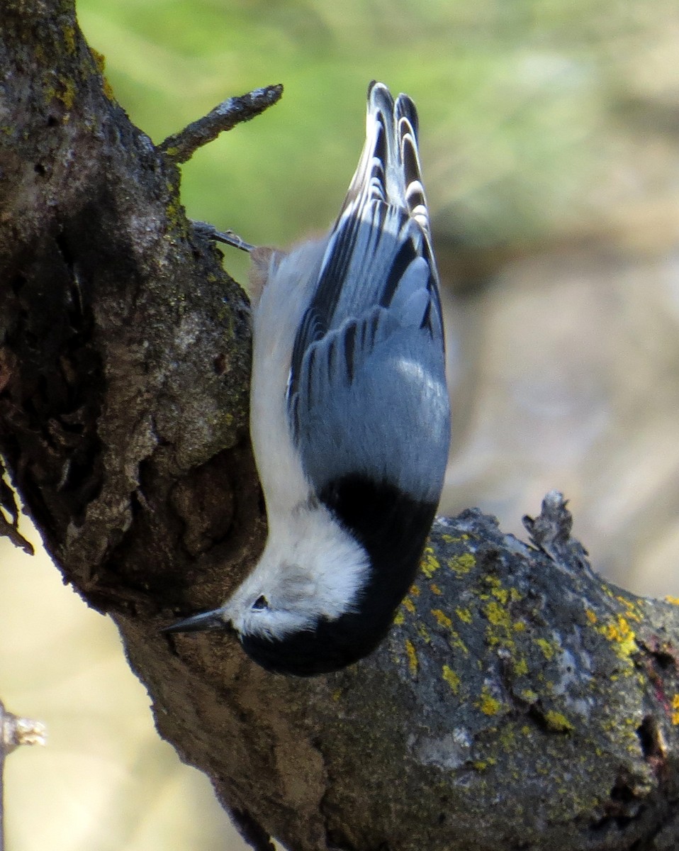 White-breasted Nuthatch - ML284924371