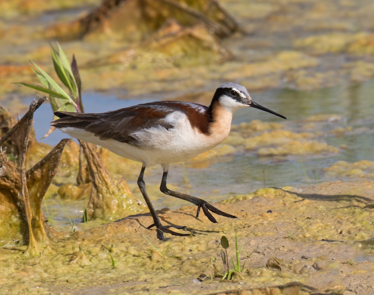 Wilson's Phalarope - Darlene Friedman