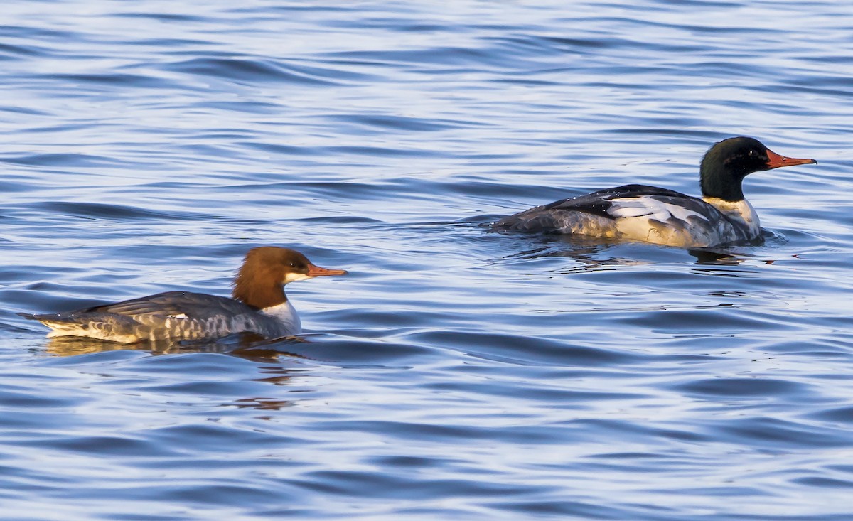 Common Merganser - Tom Gannon