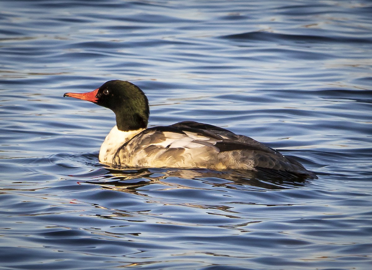 Common Merganser - ML284925681