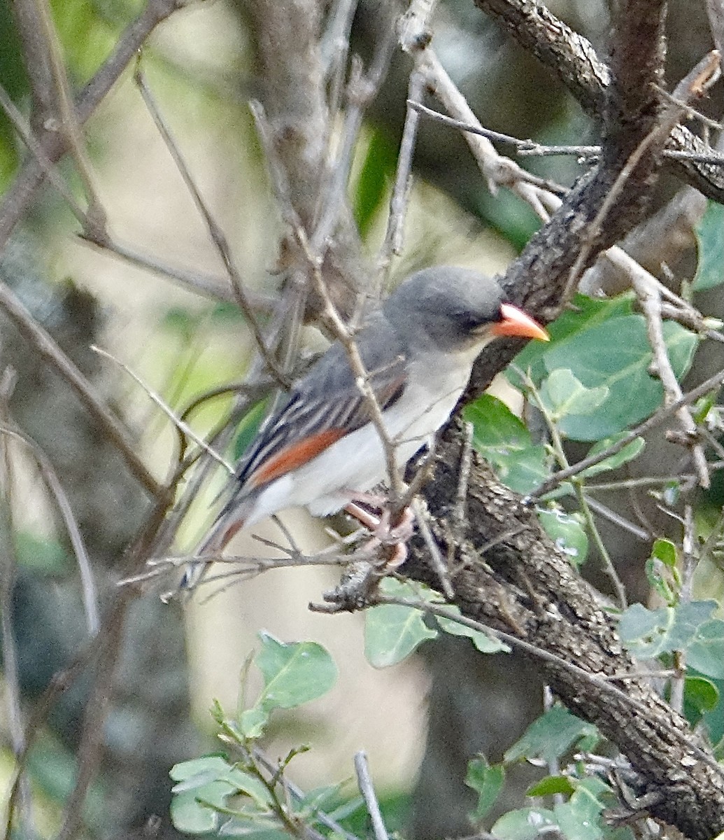 Red-headed Weaver - Howie Nielsen