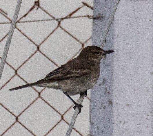 Gray-bellied Shrike-Tyrant - ML284929511