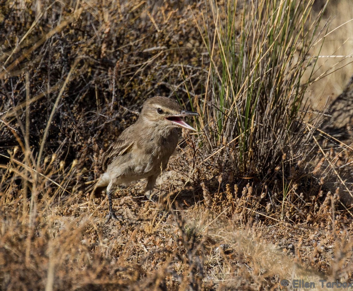 Gray-bellied Shrike-Tyrant - ML284929551