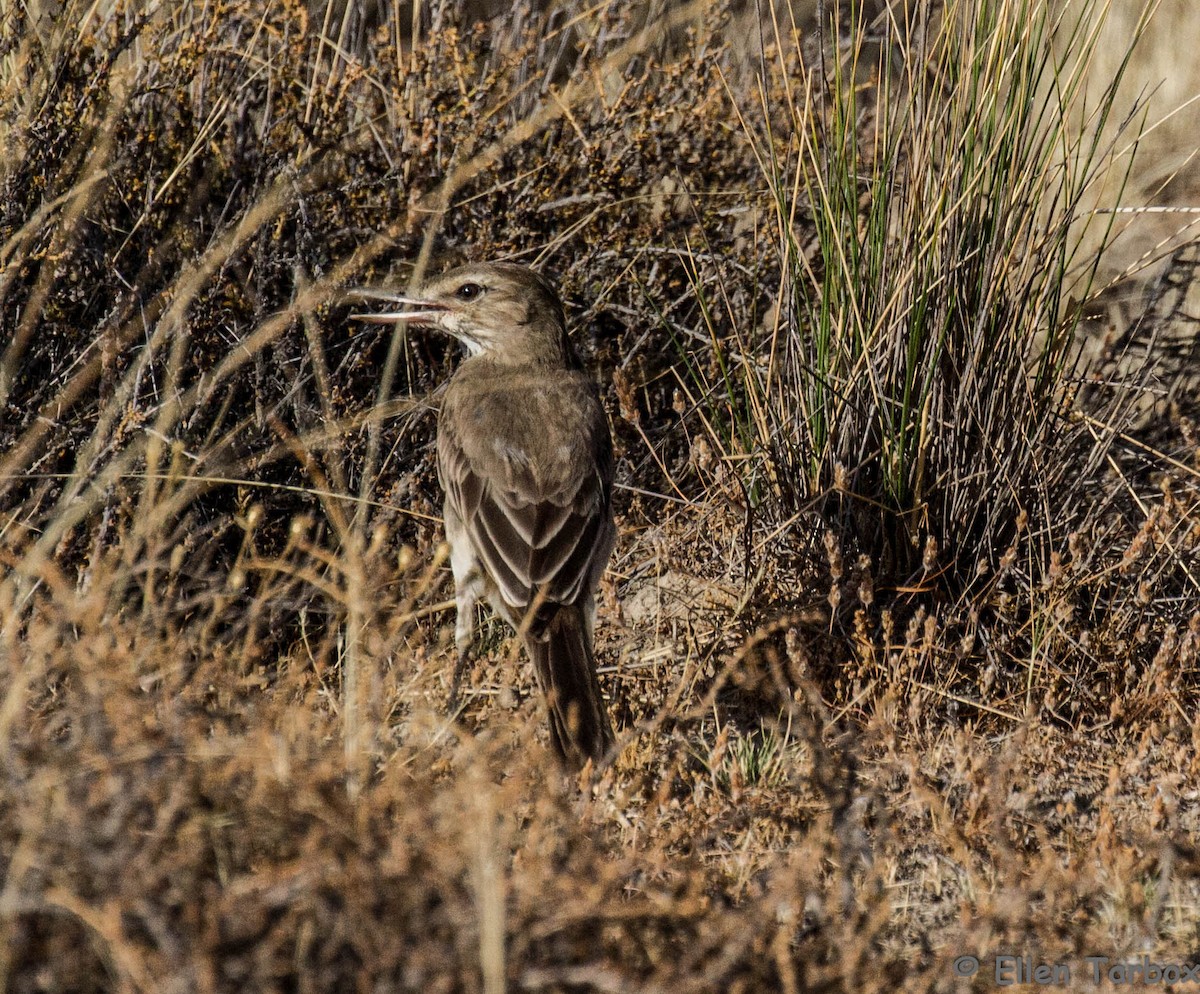 Gray-bellied Shrike-Tyrant - ML284929561