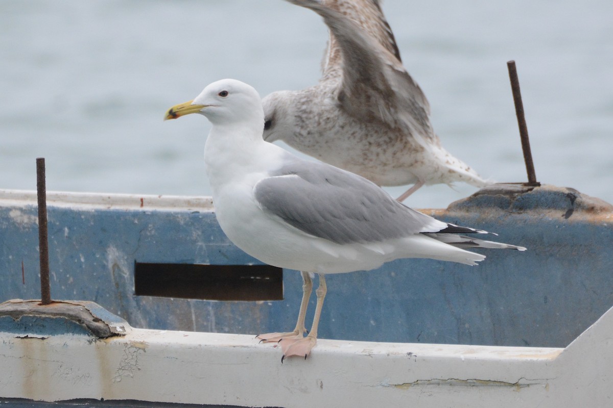 Caspian Gull - Ergün Cengiz