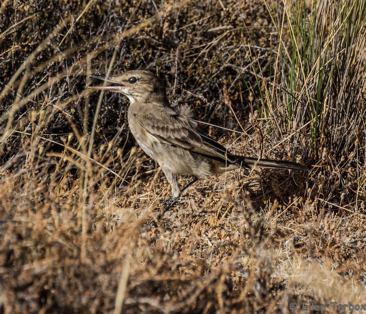 Gray-bellied Shrike-Tyrant - ML284930171