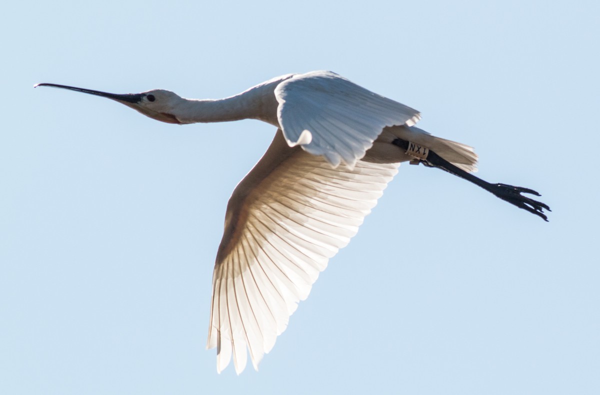 Eurasian Spoonbill - ML284930801