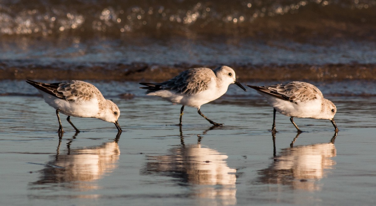 Sanderling - Pedro Nicolau