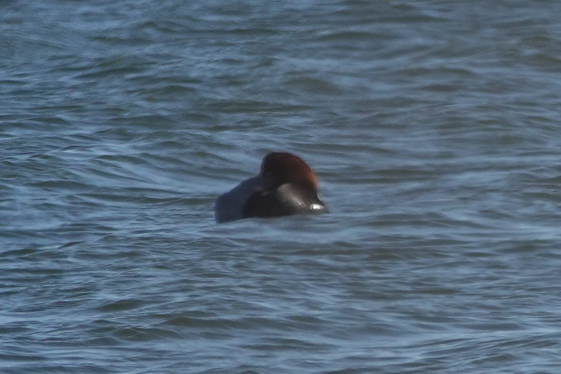 Fuligule à tête rouge - ML284932321