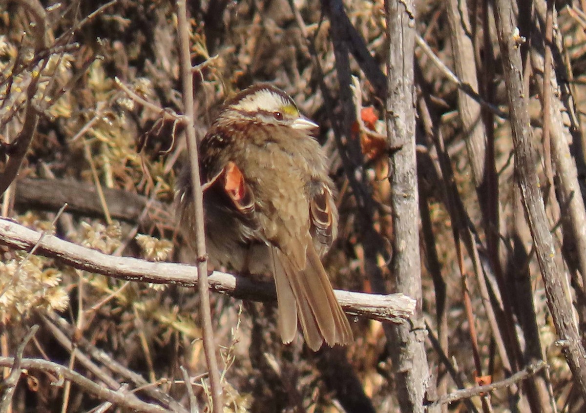 White-throated Sparrow - ML284932761