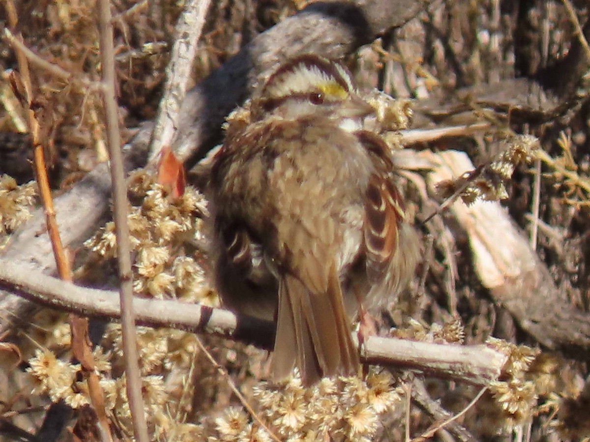 White-throated Sparrow - ML284932781