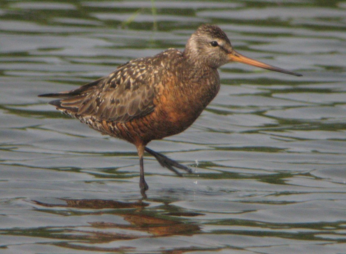 Hudsonian Godwit - ML284934901