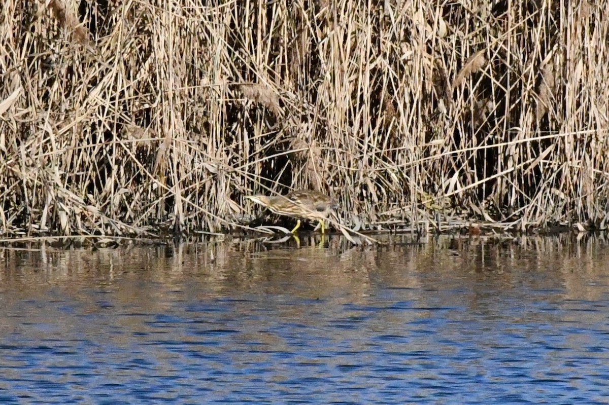 American Bittern - ML284937021