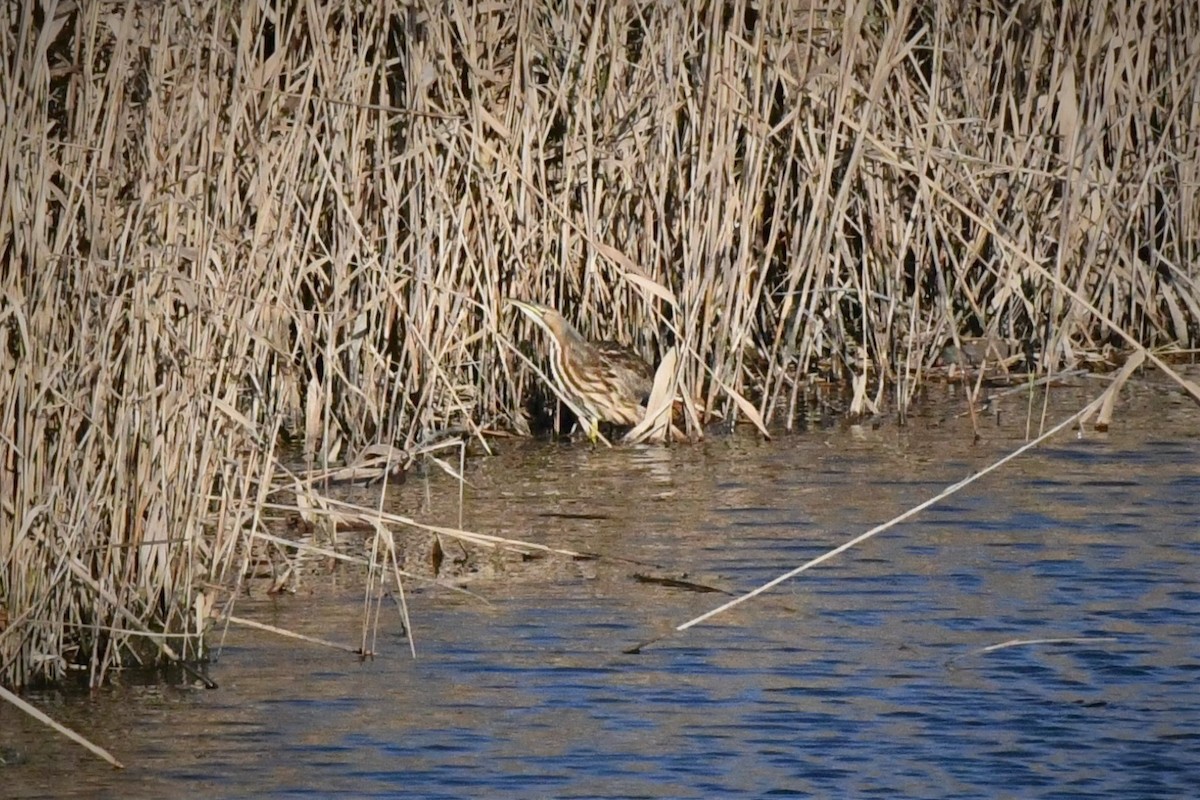 Schwarzbart-Rohrdommel - ML284937041