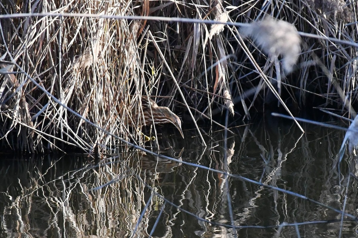 American Bittern - ML284937081