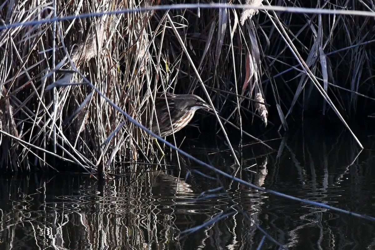 American Bittern - ML284937141