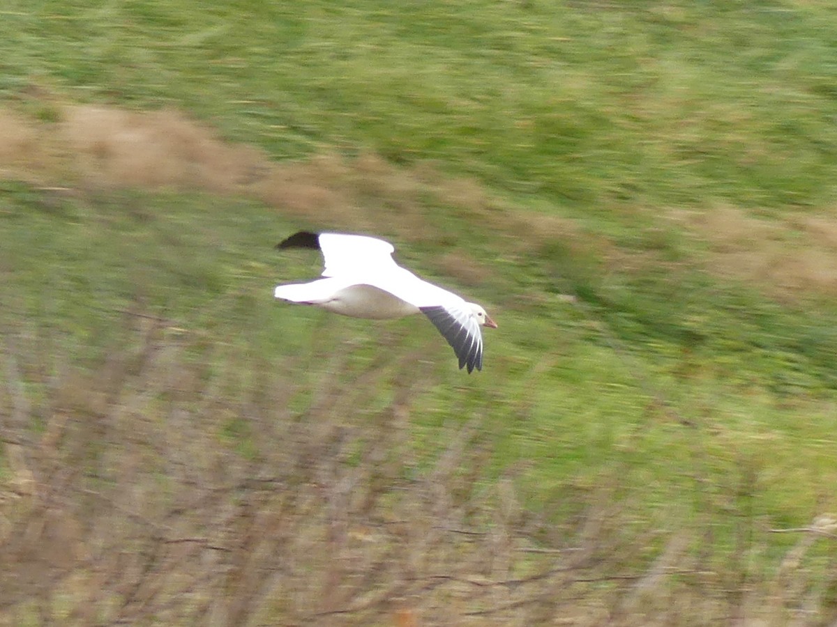 Ross's Goose - Stefan Gleissberg