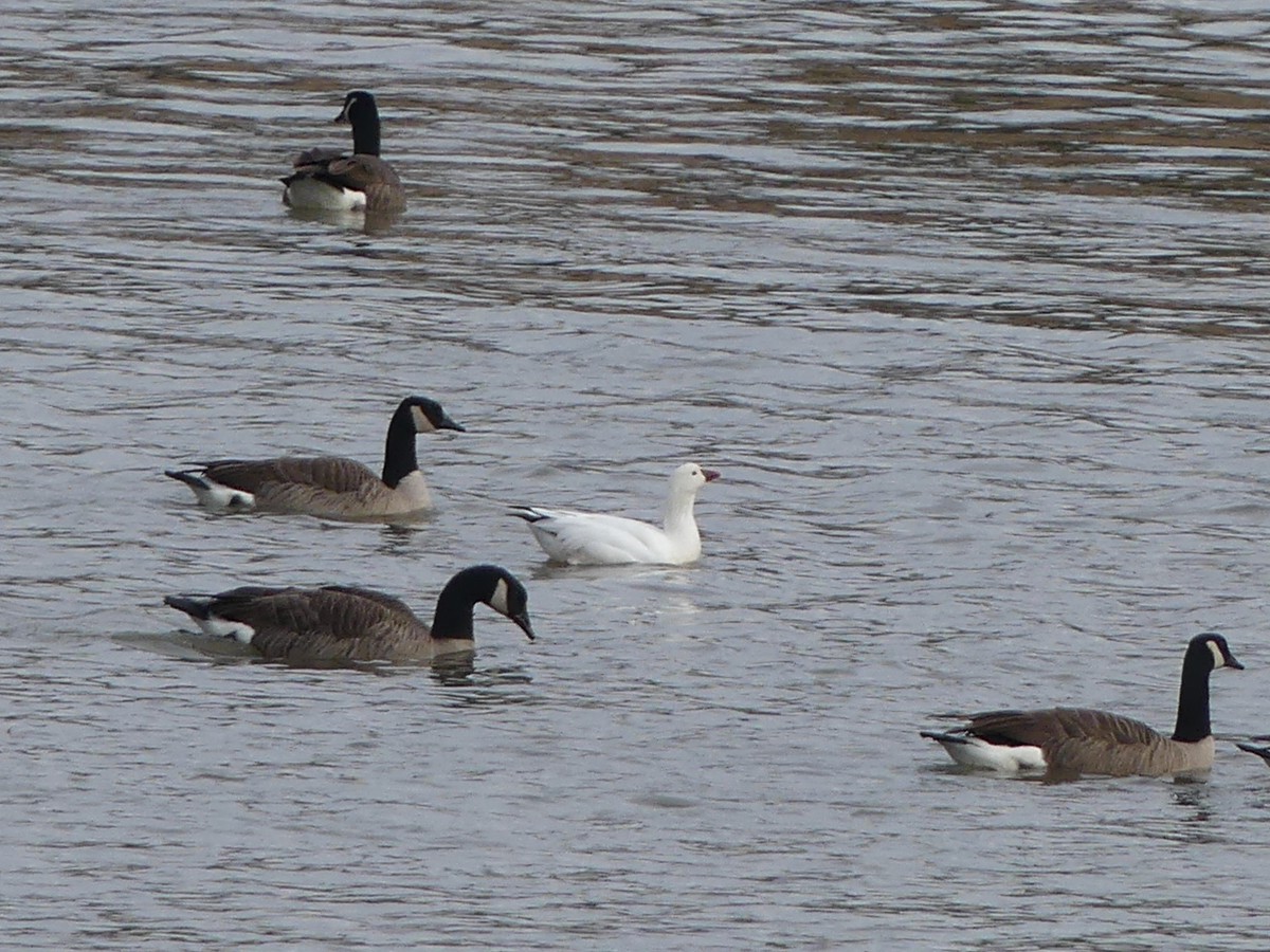 Ross's Goose - Stefan Gleissberg