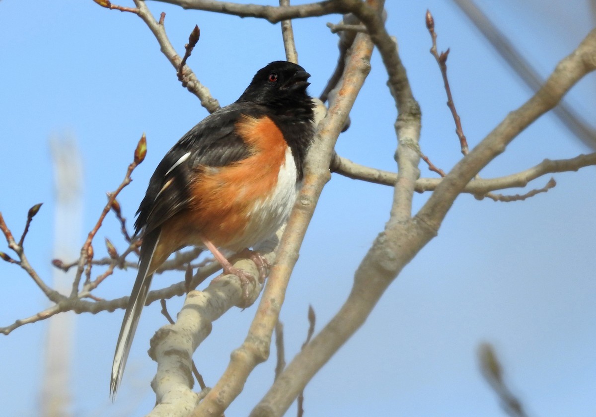 Eastern Towhee - Joanne Muis Redwood