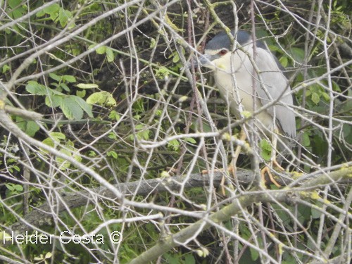 Black-crowned Night Heron - ML28494151