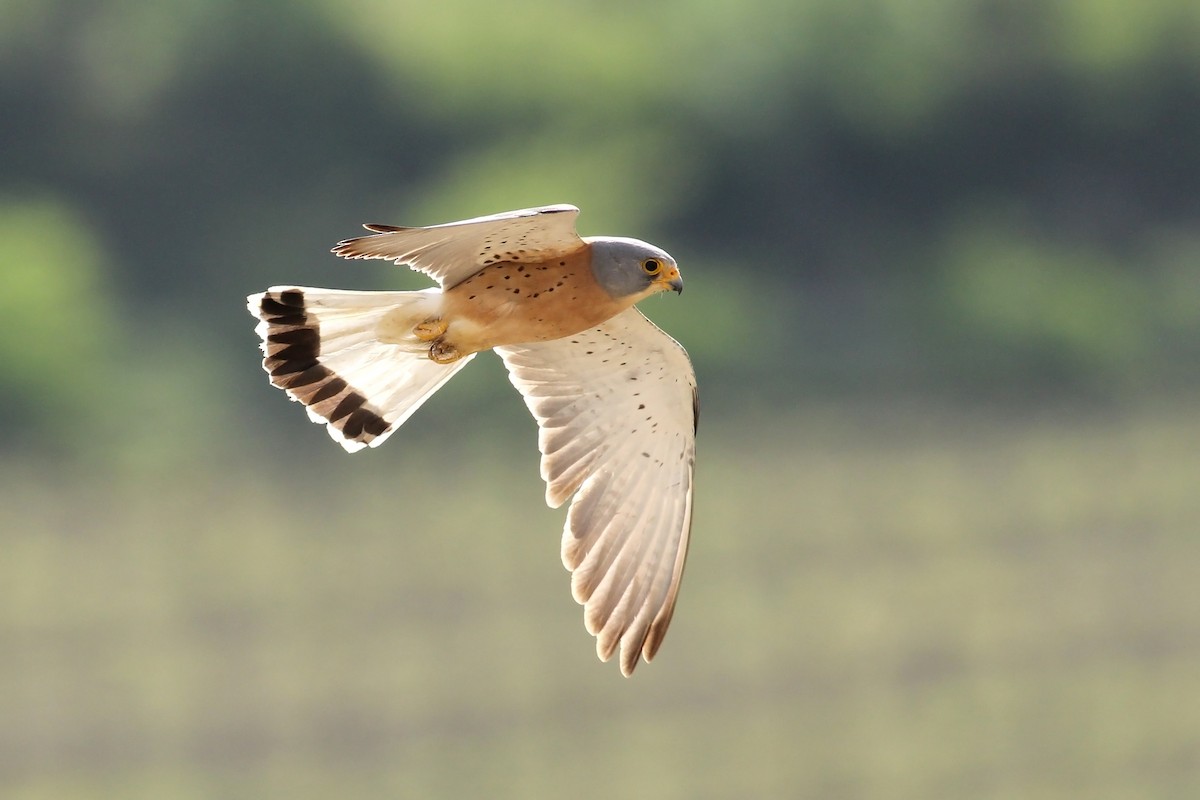 Lesser Kestrel - Adrien Mauss