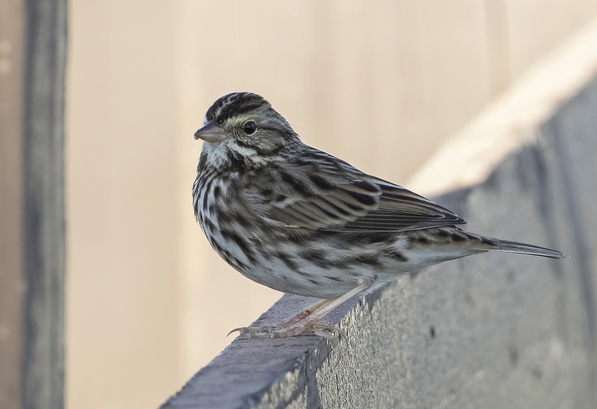 Savannah Sparrow - ML284941671