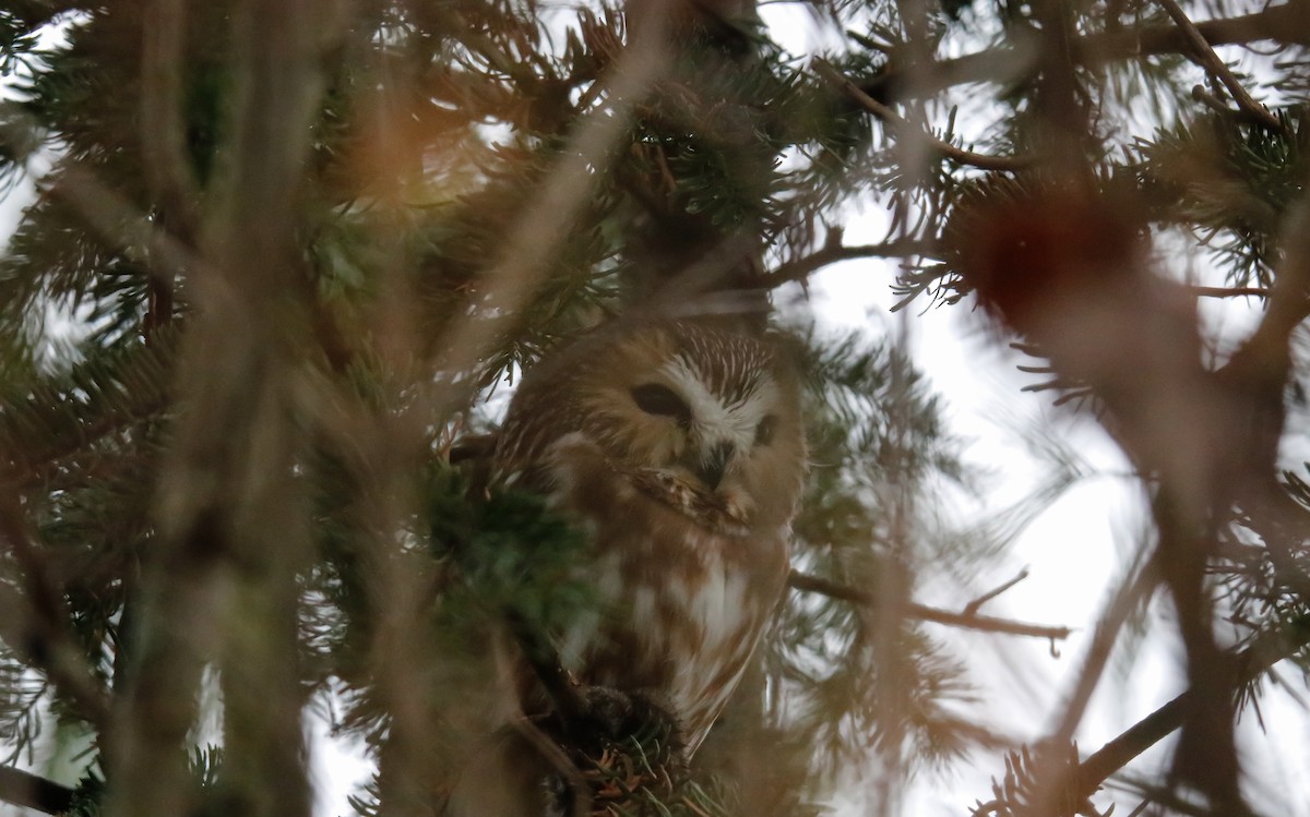 Northern Saw-whet Owl - Walter Parker