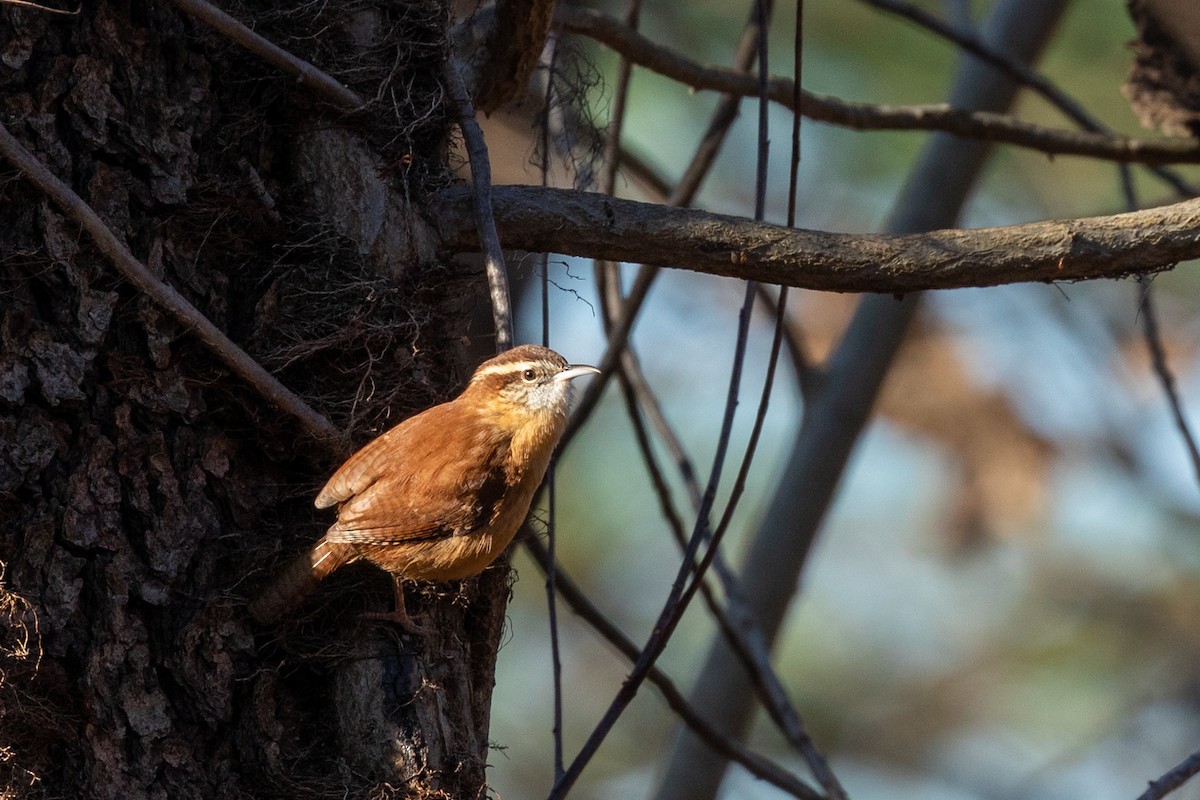 Carolina Wren - ML284945261