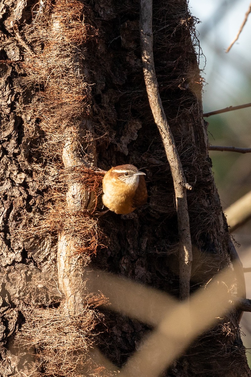 Carolina Wren - ML284945271