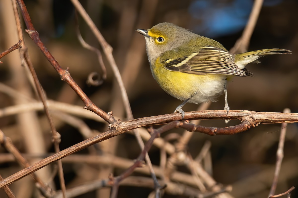 White-eyed Vireo - ML284946621