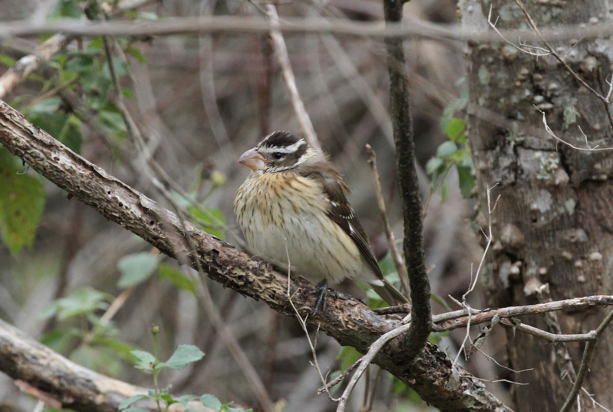 Rose-breasted Grosbeak - ML284948771