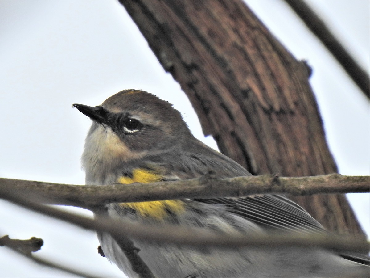 Yellow-rumped Warbler - Susan Brauning