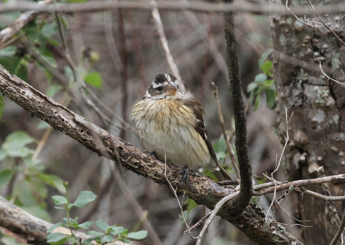 Rose-breasted Grosbeak - ML284948901